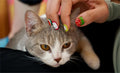 Come and Get the Latest Nail Art Inspiration!